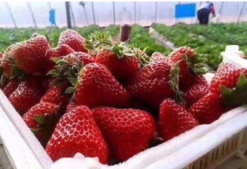 草莓大爆料视频,揭秘网红草莓背后的秘密